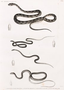 爬行动物：蛇类的系列插图 作者 不明