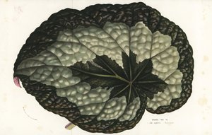 力士海棠叶，力士海棠。印度。Louis van Houtte 和 Charles Lemaire 的《欧洲花园和暖房的花》中的手工彩色石版画，Flore des Serres et des Jardins de l