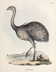 雷亚，南美洲，约 1832-1836 年 作者 未知艺术家