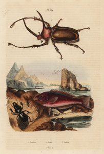 犀牛疤痕甲虫，Golofa porteri 1，克里特岛疤痕鱼，Scarus creticus 2，以及Scarites buparius甲虫 3 作者 不明