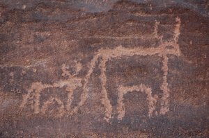 岩画，史前。埃及Uweinat山地的牛和它的小牛的雕刻。(公元前8000年至3000年期间）。)摄影 作者 不明