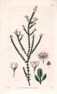 岩石蓟，Thryptomene saxicola（澳大利亚西南部岩石灌木）（石蓟，Baeckea saxicola）。斯旺根据威廉-杰克逊-胡克的插图绘制的手绘铜版画，选自塞缪尔-柯蒂斯的《植物杂志》，伦敦 作者 未知艺术家