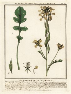火箭菜或芝麻菜，Eruca vesicaria。 作者 未知艺术家