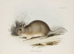 啮齿动物，约 1832-1836 年 作者 未知艺术家
