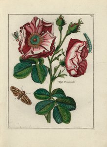 玫瑰，外省蔷薇变种，带昆虫--石版画，作者保罗-西奥多-范-布鲁塞尔（1754-1795 年），受尼古拉斯-罗伯特（1614-1685 年）的影响，创作了封面花束或 A.Bres.，发表于《荷兰花卉汇编》（Nederlandsch Bloemwerk）。 作者 未知艺术家