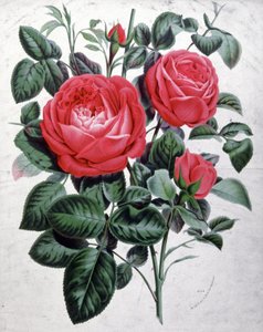 玫瑰，约 1850 年（雕刻） 作者 未知艺术家