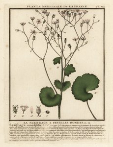 圆叶虎耳草（Saxifraga rotundifolia）。 作者 未知艺术家
