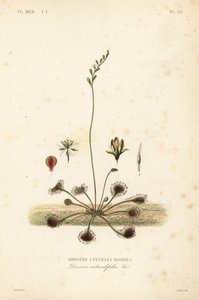 圆叶苏铁或普通苏铁，Drosera rotundifolia, Droserie a feuilles rondes 作者 不明