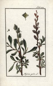 皇家胡椒或沼泽桃金娘（Myrica gale）。石版画，选自约翰内斯-佐恩（1739-1799 年）的 "Afbeelding der Artseny-Gewassen"，荷兰 作者 未知艺术家