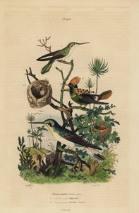 红尾蜂鸟（Amazilia tzacatl）、簇绒小鸟（Lophornis ornatus）和黑耳仙子（Heliothryx auritus） 灰色小鸟（Oiseau-mouche ventre gris）、山丘（huppe col）、蔚蓝海岸（oreilles d