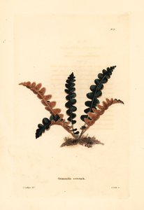锈背蕨，Ceterach officinarum (Grammitis ceterach)。乔治-库克（George Cooke）根据乔治-洛迪格斯（George Loddiges）的手绘铜版雕刻，选自哈克尼的康拉德-洛迪格斯植物柜 作者 未知艺术家