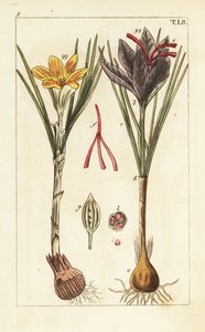 藏红花，Crocus sativus。 作者 未知艺术家