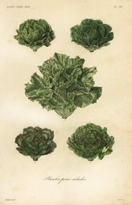 Salad vegetables, plantes pour salades 作者 不明