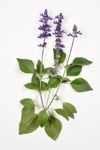 丹参（s）farinacea/大蓝/杂交鼠尾草 作者 不明