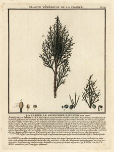 萨文刺柏或萨文杜松（Juniperus sabina）。 作者 未知艺术家