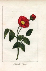 血色普罗旺斯粉红，普罗旺斯玫瑰，Rosa gallica。普鲁德霍姆小姐的插图的手工彩色铜版雕刻，选自《向玫瑰致敬》，巴黎，约 1815 年。这是一本介绍玫瑰历史和十几幅植物微型画的礼品册。 作者 未知艺术家