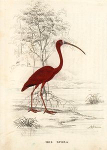 朱鹮（Eudocimus ruber）。Georg Friedrich Treitschke 的自然历史画廊（位于 Liepzig 的 Naturhistorischer Bildersaal des Thierreiches）中的手绘钢版画。 作者 未知艺术家