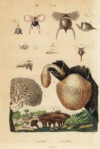 Sea snails, Diacavolinia limbata and Diacria trispinosa 1-10, and Hydnum mushrooms, hedgehog mushroom, Hydnum repandum 14, coral tooth mushroom, Hericium coralloides 12, etc 作者 不明