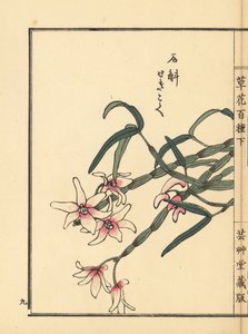 Sekkoku，莫氏石斛或日本石兰，Dendrobium moniliforme。Kono Bairei 的手绘木版画，选自《百花图》，东京，Yamada。 作者 未知艺术家
