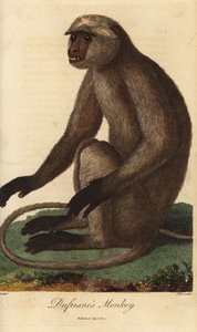Semnopitheque entelle - 灰叶猴或哈努曼叶猴，Semnopithecus entellus（杜弗雷斯猴，Simia entellus） - J. Pass 根据 Jean Baptiste Audebert 的插图绘制的手工彩色铜版雕刻，插图出自 Ebenezer Sibly 的《世界自然系统》。 作者 未知艺术家