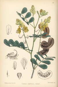 塞内加尔番泻叶、意大利番泻叶或皇家港番泻叶、意大利番泻叶（Cassia obovata）。汉哈特根据伦敦罗伯特-本特利和亨利-特里门的《药用植物》中大卫-布莱尔的植物插图绘制的手绘彩色石版画 作者 未知艺术家