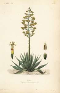 哨兵植物，世纪植物，玛格丽特或美国芦荟，美洲龙舌兰，龙舌兰 作者 不明