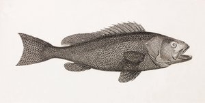 塞兰·陶文 作者 不明