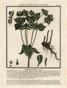 有锯齿的刺玫，Euphorbia serrata。 作者 未知艺术家
