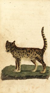 薮猫，Leptailurus serval，1800 年（雕刻） 作者 未知艺术家