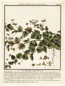 Sharpleaf cancerwort，Kickxia elatine。 作者 未知艺术家