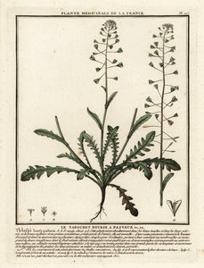荠菜，Capsella bursa-pastoris。 作者 未知艺术家