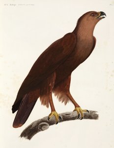 Shrill Eagle，埃及 作者 未知艺术家