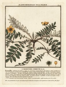 银草（Potentilla anserina）。 作者 未知艺术家