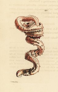 裂缝蠕虫贝壳，Tenagodus anguinus（Muricated serpula，Serpula muricata）。插图由理查德-波利多尔-诺德绘制并雕刻。乔治-肖和弗雷德里克-诺德的《博物学家杂录》中的手工彩色铜版雕刻，伦敦 作者 未知艺术家