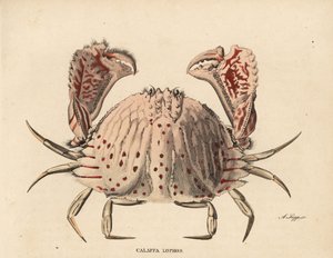 光滑或有红斑的盒蟹，Calappa calappa（Calappa lophos）。A. Scipp 手工绘制的彩色钢板版画，出自 Georg Friedrich Treitschke 的自然历史画廊，Naturhistorischer Bildersaal des Thierreiches，Liepzig-1842。 作者 未知艺术家