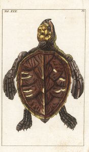 Snack Turtle or Scale Turtle - Strong Water，作者 Gottlieb Tobias Wilhelm（1758-1811 年），选自《自然史百科全书》：两栖动物 作者 未知艺术家
