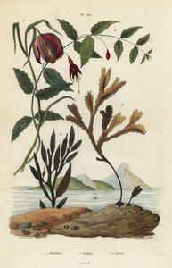 蛇头菊，Fritillaria meleagris 1，蜂鸟紫薇，Fuchsia magellanica 2，齿状缠绕物，Fucus serratus 3和Fucus siliqueux 4。弗里蒂莱尔，福克斯，福库斯 作者 不明