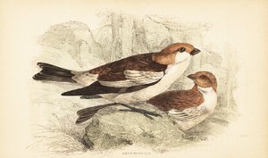 雪鹀，Plectrophenax nivalis.1889（雕刻） 作者 未知艺术家