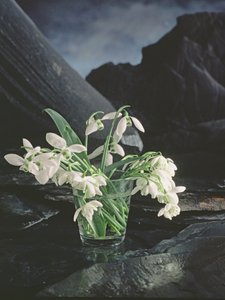雪绒花 作者 未知艺术家