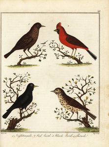 鸣禽：夜莺、红鸟、黑鸟和鸫。1792 年（雕刻） 作者 未知艺术家