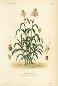 高粱草、大小米、durra、jowari 或 milo、双色高粱、Sorghum saccharatum、Sorgho a sucre 作者 不明