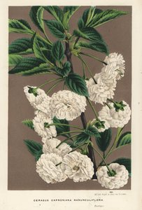 酸樱桃树，Prunus cerasus (caproniana ranunculiflora)。手绘彩色石版画，选自 Louis van Houtte 和 Charles Lemaire 的《欧洲花园和暖房之花》，Flore des Serres et des Jardins de l