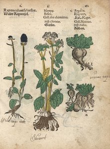 穗状坡缕菜（Phyteuma spicatum）、裙带菜（Sium sisarum）和芜菁（Brassica rapa）。手绘木刻版画，选自 Adam Lonicer 的《Krauterbuch》或《草药》，法兰克福 作者 未知艺术家