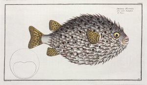 斑鳍豪猪鱼 作者 未知艺术家