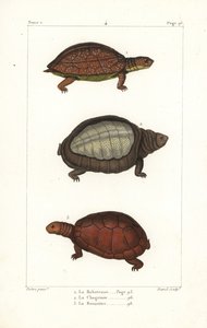 斑腿龟 Rhinoclemmys punctularia 1、印度瓣龟 Lyssemys punctata 2 和北非盔龟 Pelomedusa subrufa olivacea。大卫根据伯尔尼 Jean-Gabriel Pretre 的插图绘制的手工彩色铜版画 作者 未知艺术家