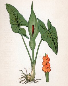 斑鸠菊（Arum maculatum 或 Chandelle、Veal