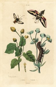 Spurge hawk-moth、Hyles euphorbiae 和毛虫 1、大黄蜂蛾、Sesia apiformis 2 和牙痛植物、Spilanthes 种 作者 不明