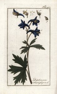石蒜或虱子草、痛风草或野葡萄（Delphinium staphisagria）。约翰内斯-佐恩（Johannes Zorn，1739-1799 年）"Afbeelding der Artseny-Gewassen "中的石版画，荷兰 作者 未知艺术家