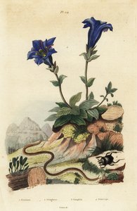 无茎龙胆1，Clavaria ophioglossoides 2，蜈蚣，Geophilus walckenaerii 3和猩红甲虫，Geotrupes momus 4 作者 不明