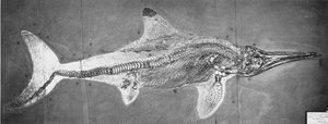 Stenopterygius megacephalus（牛津鱼龙）发现了 Nr。 德国斯图加特，上利亚斯时期 作者 不明